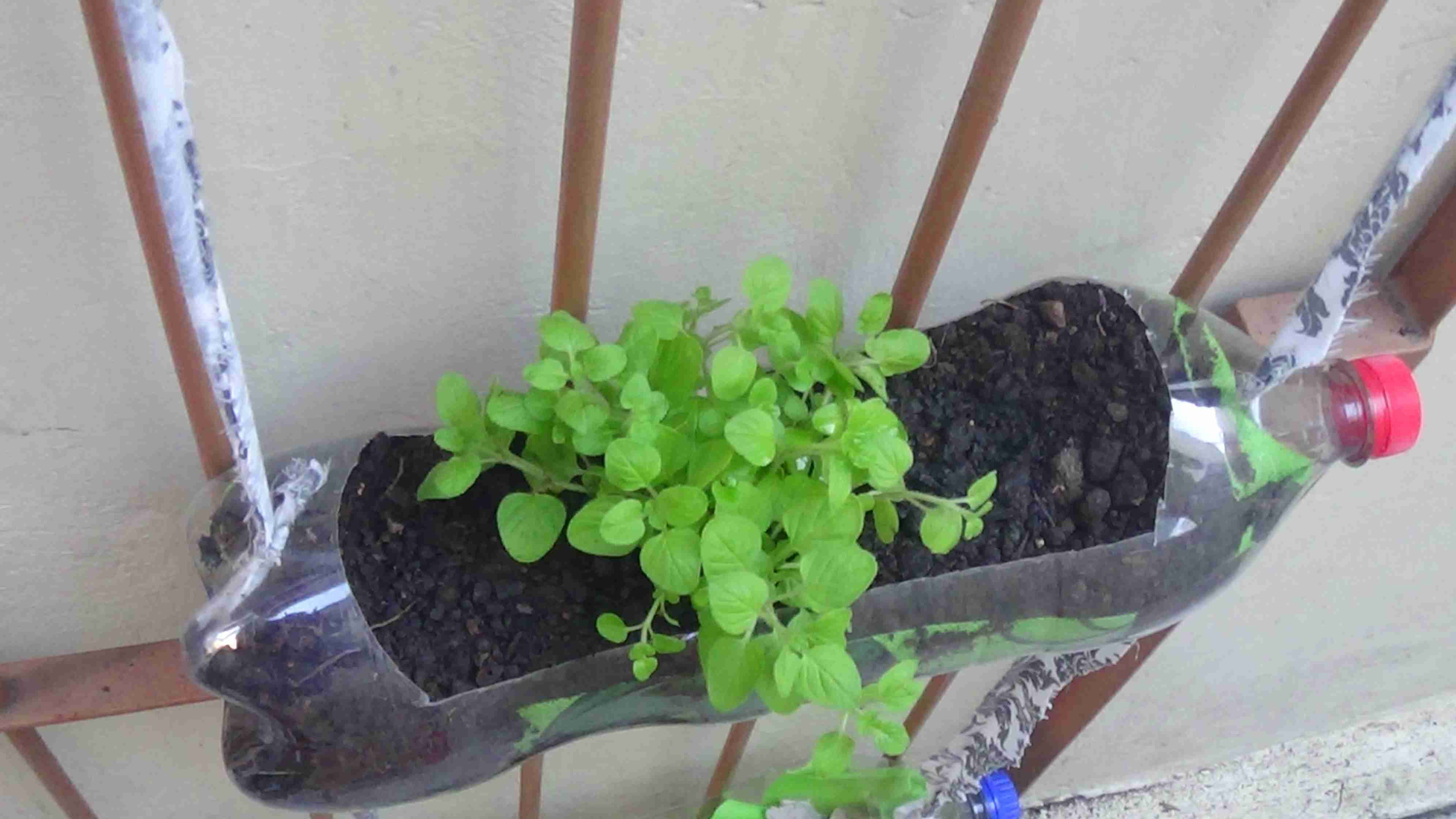 Garrafa pet do meio vista de cima, é possível ver os dois fios sustentando-a. A garrafa está coberta de terra, e possui uma planta em seu centro.