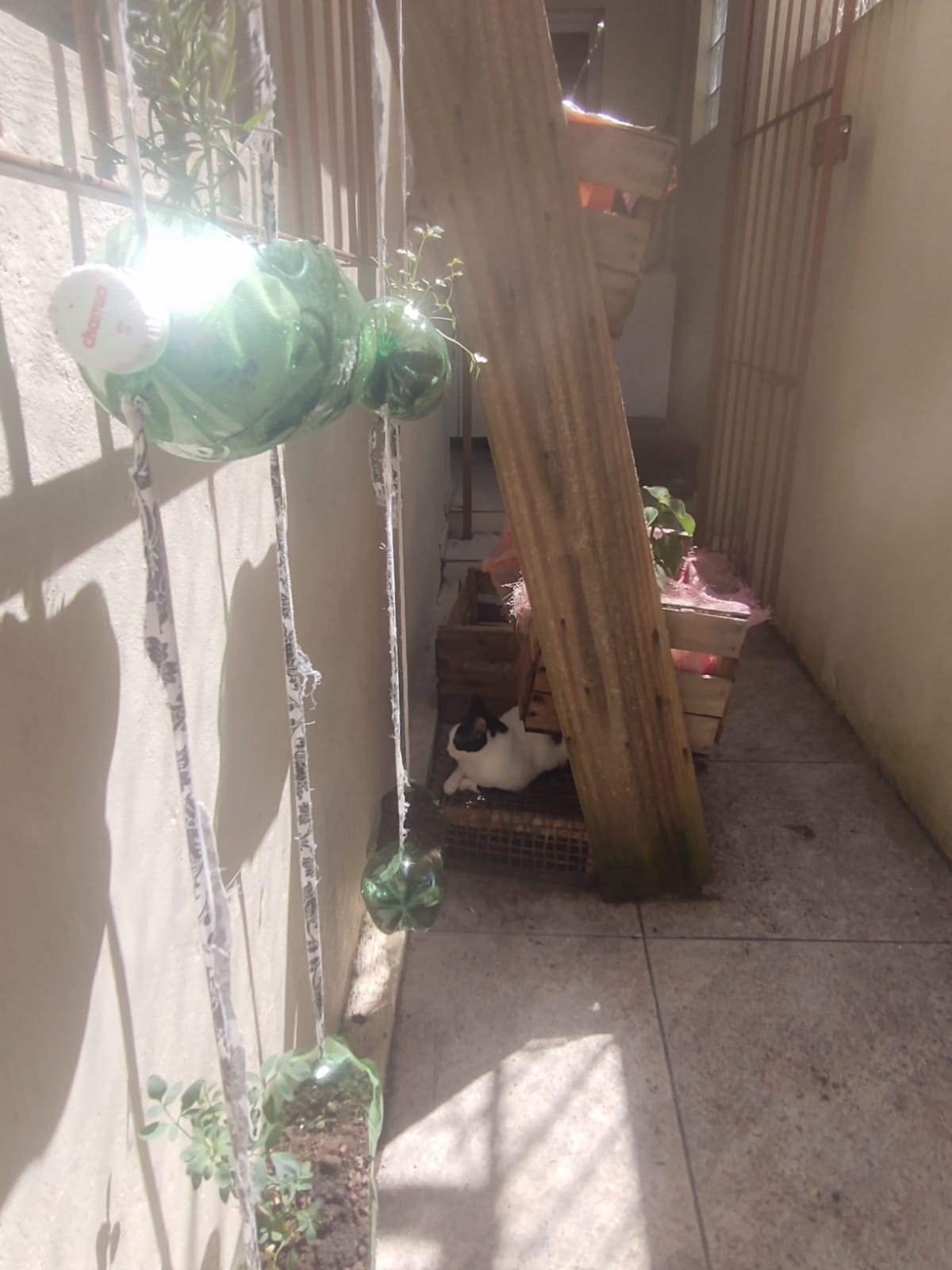 Parte externa de uma casa sob o sol. É possível ver 2 hortas verticais, a da frente possui uma garrafa pet com alecrim e embaixo arruda, já a de trás é possível ver uma salsinha plantada e embaixo só uma terra. Atrás é possível ver um gatito deitado em uma caixa feita de palha se protegendo do sol, atrás de uma prateleira que carrega duas plantas que também fica na área externa.